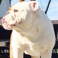 Tubs Eng Bulldog