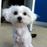 Akia the Maltese