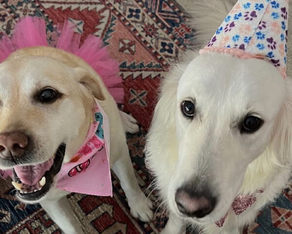 birthday pups