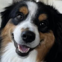 happy aussie