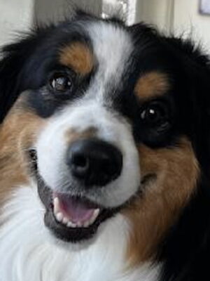 happy aussie