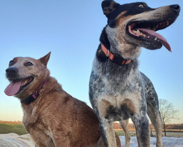 happycattledogs