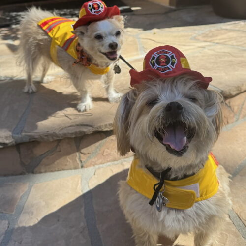 happyfiremenpups