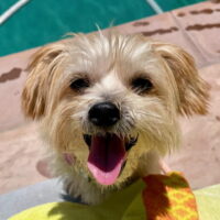 happyterrier