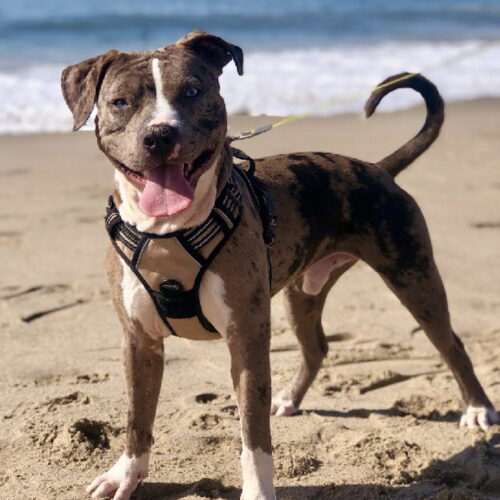 pittie on beach