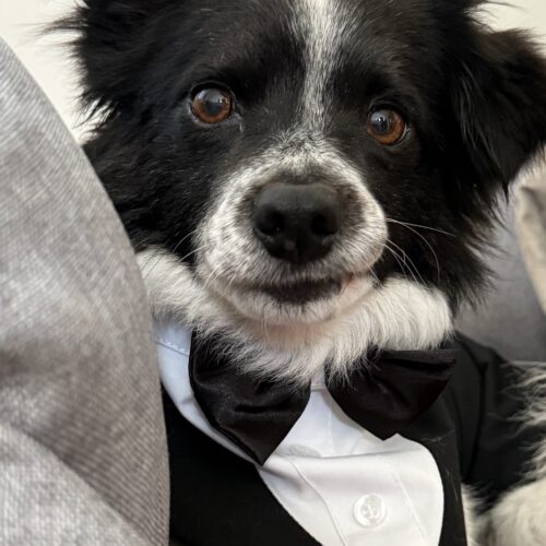 terrier