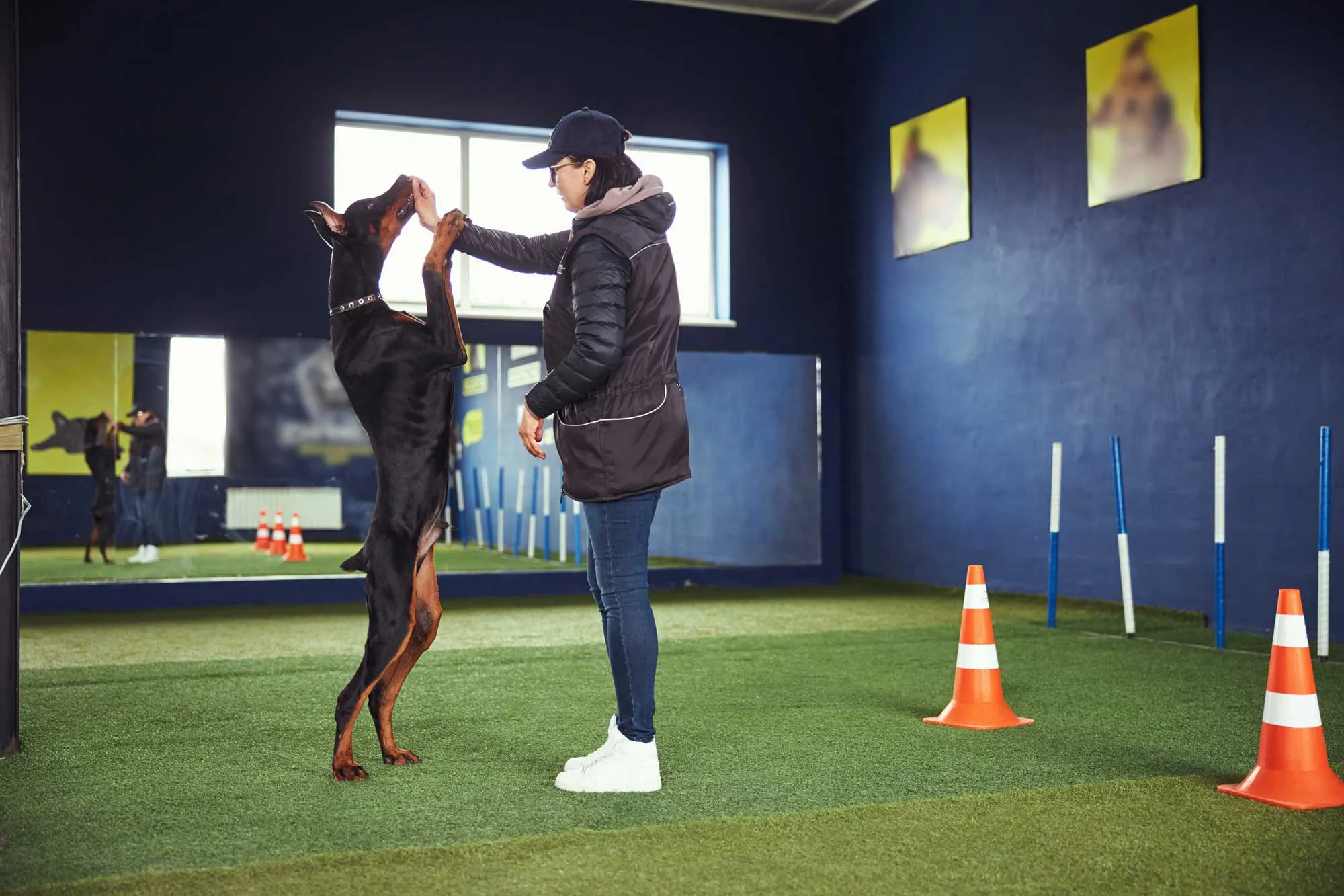 Expert dog trainer working with a Doberman to create harmony, trust, and positive behavior through professional training.