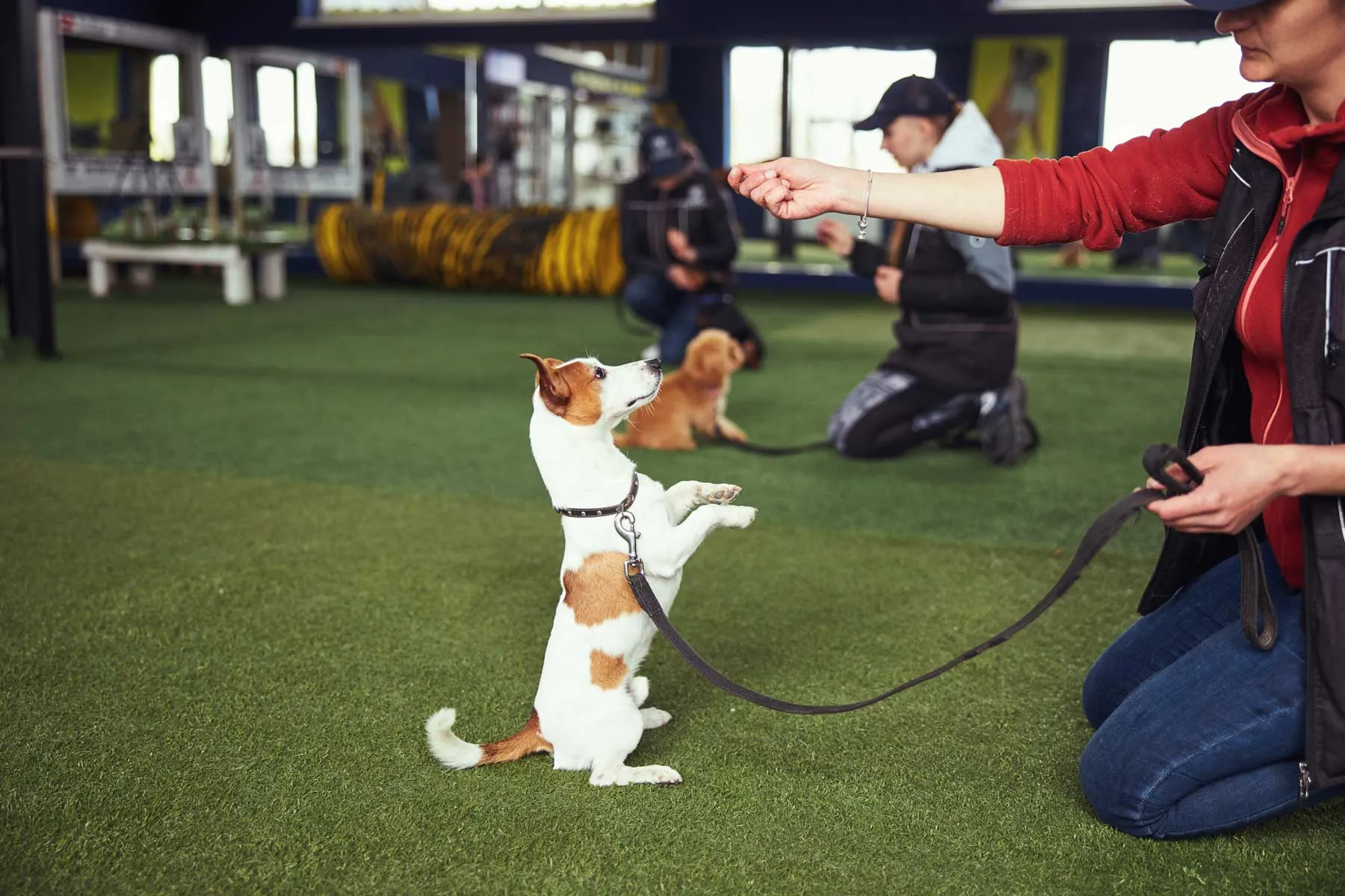 Dog trainer teaching a small dog obedience commands during an everyday training session with positive reinforcement and expert guidance.