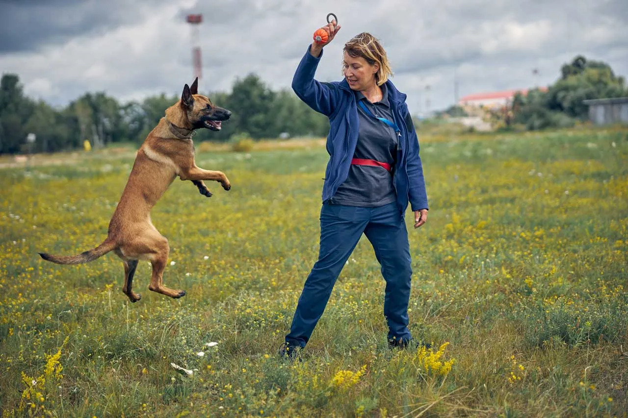 Female dog trainer working with a Belgian Malinois during an outdoor training session, building obedience, focus, and discipline through professional guidance.