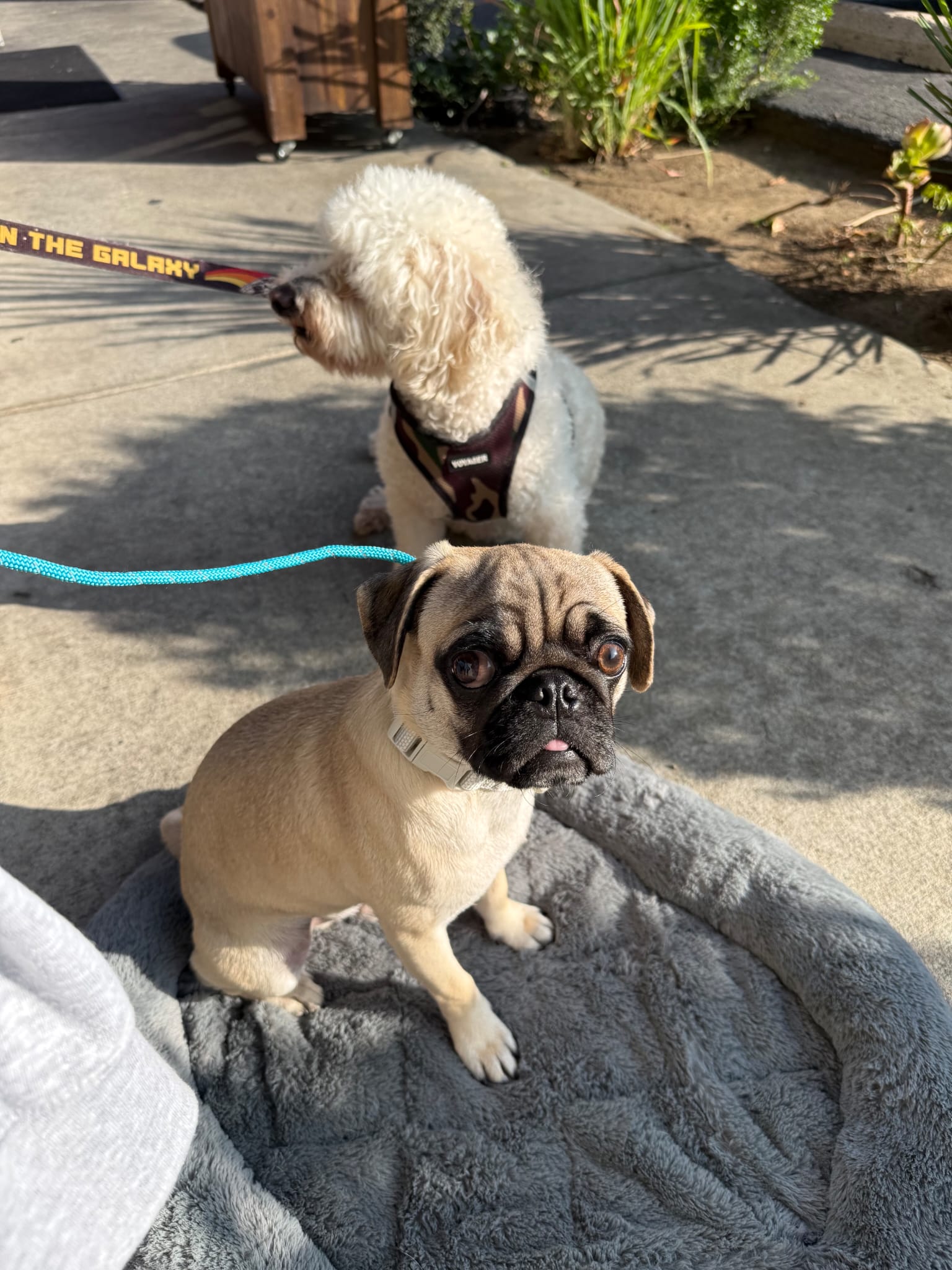 Two pappies playing in dogs park