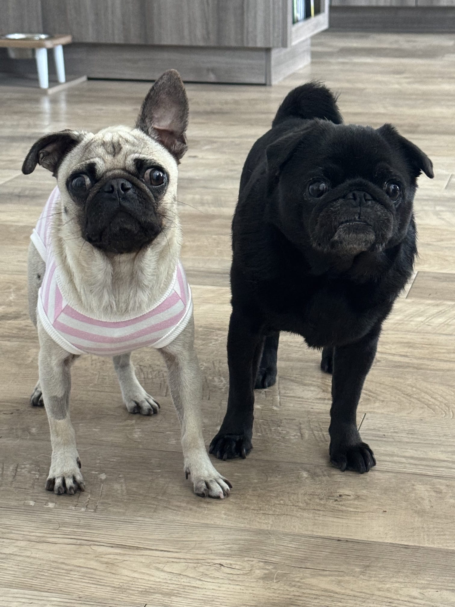 black and white dogs