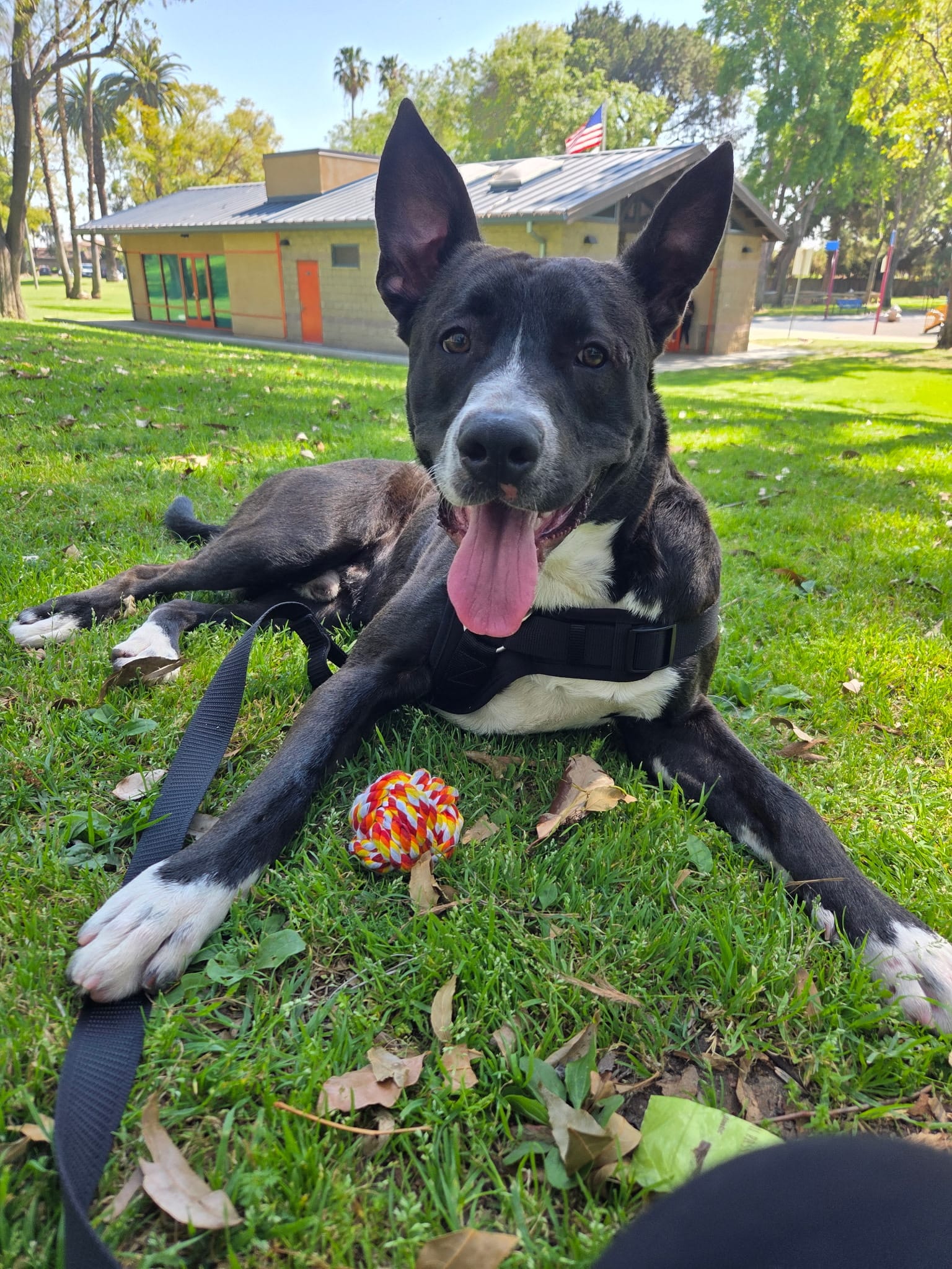 black dog chilling