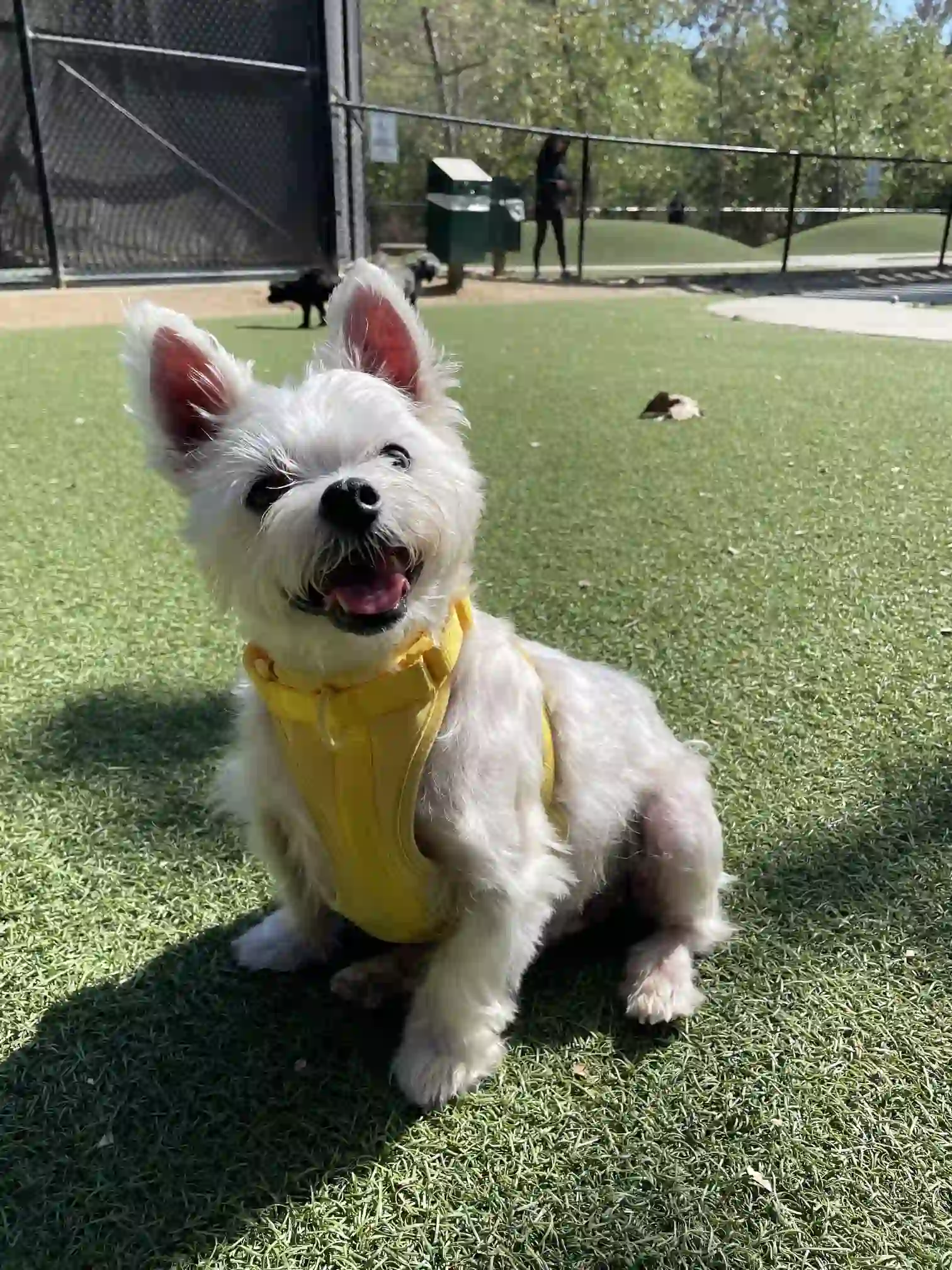 Small Pappy in training